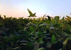 Soja. Alertan por la aparición de cepas resistentes a la septoria