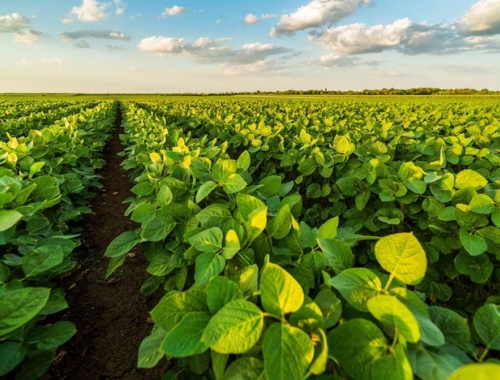 Baja de retenciones en dos años el Gobierno le devolvió al campo US$1950 millones