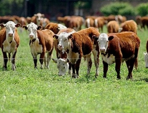 Situación dispar la ganadería cierra un gran año de precios, pero con la preocupación porque hay menos vacas