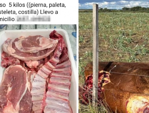 Polémica en San Luis: productores denuncian ataques a los campos y “delivery de carne robada”