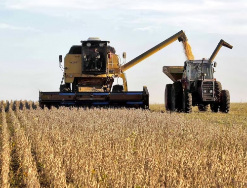En Chicago, la soja cayó a los valores más bajos en siete semanas y el mercado local sigue sin reacción