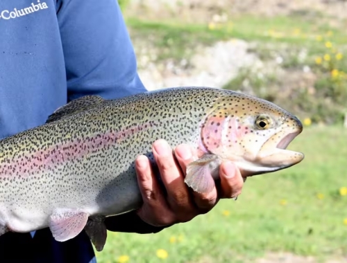 Abre paso al salmón. Tierra del Fuego aprobó una nueva ley de acuicultura y proyectan inversiones por hasta US$600 millones