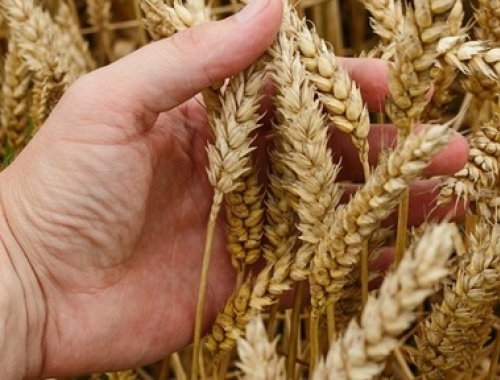 9,6% de proteína difunden los primeros resultados de los análisis sobre la calidad del trigo 2025/2026 En una campaña triguera que viene m