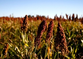 La siembra de sorgo granífero ya cubre el 67,9 % del área y avanza con realidades contrastantes según la región
