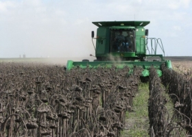 Avanza lentamente la cosecha de girasol rindes destacados en el NEA y alerta por falta de lluvias en el sur