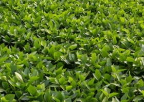 Adiós a la moratoria de la soja en Brasil Ya no se aplicarán criterios discriminatorios al momento de originar poroto