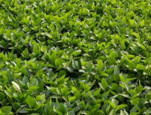 Adiós a la moratoria de la soja en Brasil Ya no se aplicarán criterios discriminatorios al momento de originar poroto