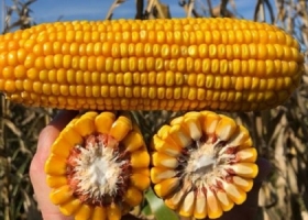 El poder de los consumos transformó la matriz comercial del maíz argentino