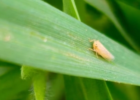 Crece la población de chicharrita y recomiendan monitorear el maíz