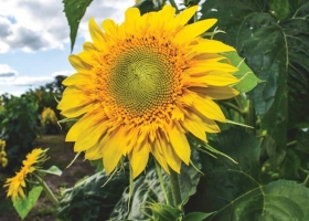 El girasol volvió a ganar protagonismo y el norte del país explica la mayor parte del salto