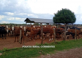 Operativo en Corrientes destapa red de abigeato recuperan más de 250 animales y hay 3 detenidos