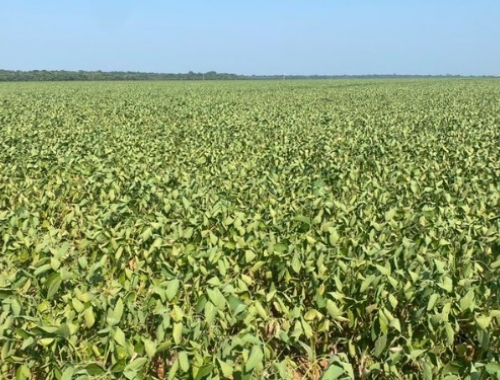 Al final el SMN tenía razón: se cortaron las lluvias y la cosecha gruesa argentina ingresó en “alerta amarilla”