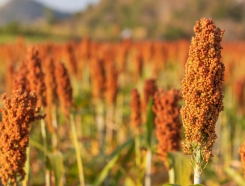 El sorgo avanza a paso corto: la siembra supera el 86% y crece la presión del pulgón amarillo
