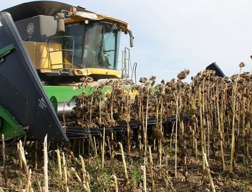 Avanza lento el girasol, pero con rindes récord: el clima define el cierre de la campaña