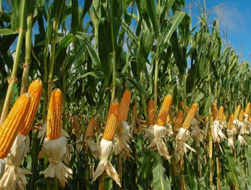 El maíz entra en la recta final de siembra y el clima vuelve a marcar el pulso del cultivo