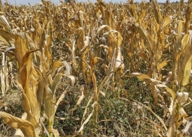 Recalculando. Recién dentro de una semana se proyectan lluvias importantes sobre la región núcleo pampeana