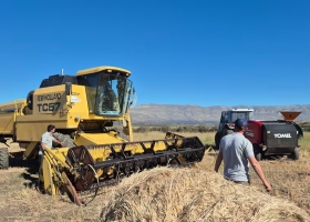 A 40 km del glaciar Perito Moreno comenzó la cosecha del trigo más austral del mundo con un rinde muy prometedor