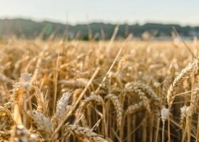 La región Centro de la Argentina es el protagonista principal de la campaña de trigo 2025/26