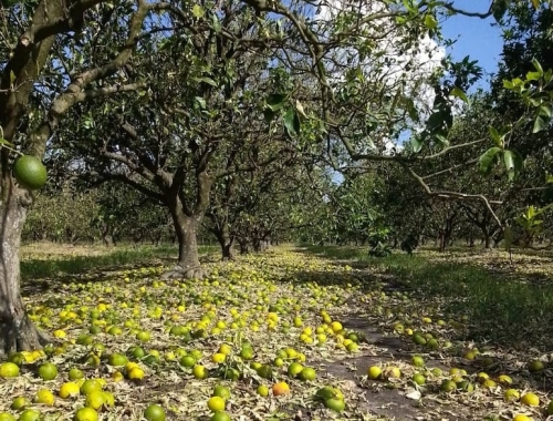 Causó un desastre un violento temporal se llevó la producción de dos importantes regiones citrícolas