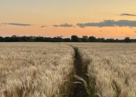 Iniciativa de la Región Centro. Treinta años después, la Argentina vuelve a hablar de segregar los trigos de acuerdo a su calidad