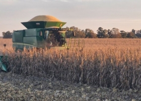 Cambio de paradigma. Los exportadores siguen ofreciendo precios elevados por el maíz 2025/26 a pesar de estar comprados hasta la manija