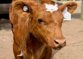 Medida histórica la identificación electrónica obligatoria del ganado generó una explosión de ventas