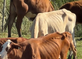 Hay 200 vacunos en riesgo se empezaron a morir por falta de alimento los animales que esperan una definición judicial