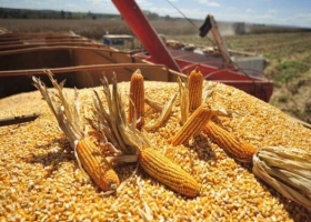 Cobró impulso la cosecha de maíz