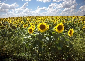 Récord de molienda de girasol en enero de los últimos 13 años
