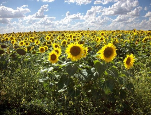 Récord de molienda de girasol en enero de los últimos 13 años