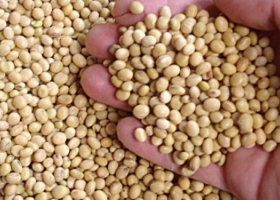 Los precios de la soja llegaron a un nuevo máximo, pero los productores ahora se muestran indiferentes Qué está pasando