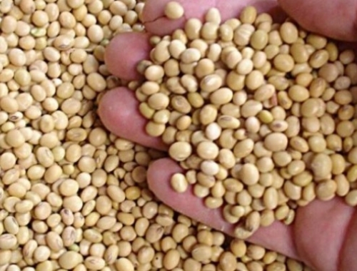 Los precios de la soja llegaron a un nuevo máximo, pero los productores ahora se muestran indiferentes Qué está pasando