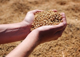 Nueva Ley de Semillas sí, pero con equilibrio: la posición de CARBAP ante UPOV 91