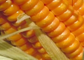 En 2025 creció la adopción del crédito digital en el agro y el productor se volcó fuertemente al dólar