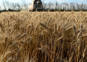 Trigo 2026/27 en duda fertilizantes baratos no alcanzan para activar compras y la demanda sigue paralizada