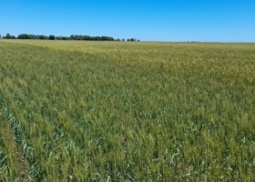 Más fertilizantes, pero suelos más pobres el crecimiento del mercado en 2025 no alcanza para revertir el deterioro