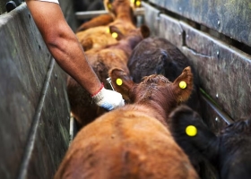 Guerra por la aftosa productores denuncian que están “cautivos” y piden que intervenga el Senasa