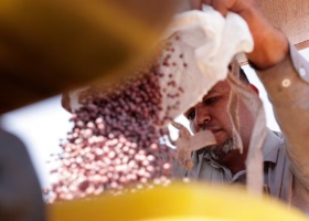 UPOV-91. Milei reabre el debate por la ley de semillas y el campo marca límites