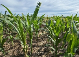 Cogollero se confirma la pérdida de sensibilidad a uno de los insecticidas más usados en maíz y soja.