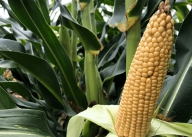 Nueva frontera el maíz cambia el paisaje en una región con potencial para 100.000 hectáreas