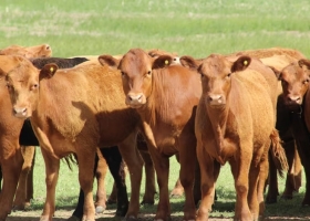 El ternero para invernada llegó a US$4,4 por kilo, el valor más alto de la historia
