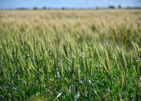 Sigue la recarga de humedad en los suelos, de cara a la siembra de trigo