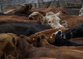 Remates los frigoríficos exportadores le pusieron la lupa al histórico momento de precios