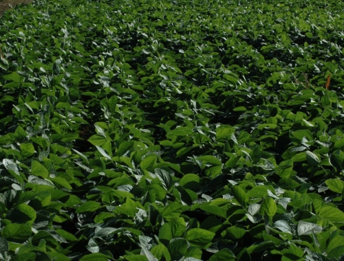 Las lluvias mejoraron el déficit hídrico de las sojas ‘de gran parte de la campaña’