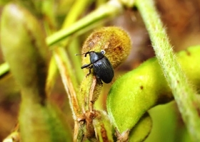 Picudo negro confirman el avance del insecto en cultivos de soja
