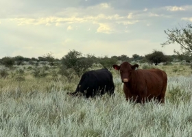 Embriones congelados una provincia que en 2025 marcó hitos con las vacas firmó un ambicioso acuerdo con el Conicet