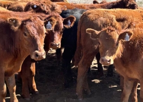 Resultado inédito para el 82% de los empresarios ganaderos es un buen momento para invertir