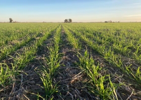 Primeras estimaciones en una provincia esperan una caída de la siembra de trigo