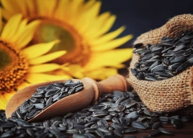 En Bulgaria detectaron residuos de pesticidas por encima del límite en cargamentos argentinos de girasol