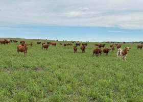Altos precios de la hacienda y lluvias impulsan la siembra de pasturas en 2026